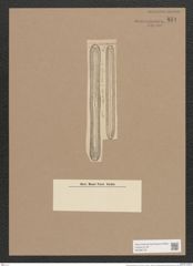 Navicula transversa A.S. (de-Toni-Nr.: Genus 1, Species 148) Zeichnungen Sammlung Grunow Nr. 454 (NHMW-BOT-W0366778)
